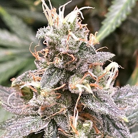 Green Crack growlog timeline photo
