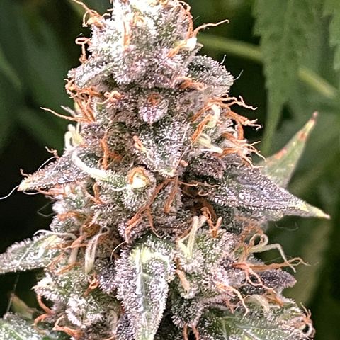 Green Crack growlog timeline photo