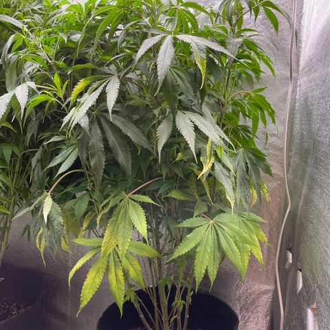Amnesia Haze growlog timeline photo
