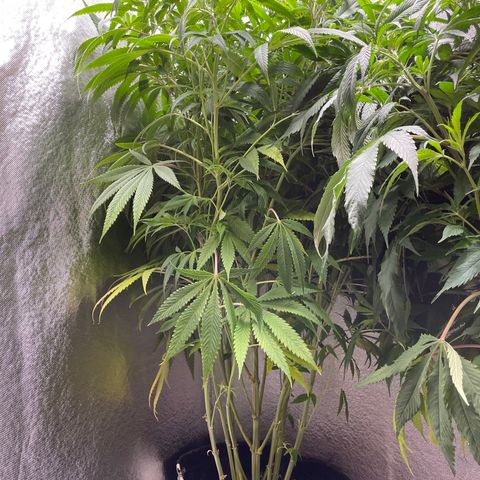 Triple XL growlog timeline photo