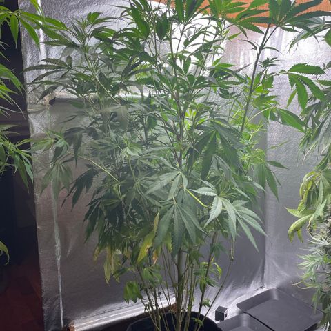 Amnesia Haze growlog timeline photo