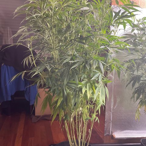 Triple XL growlog timeline photo