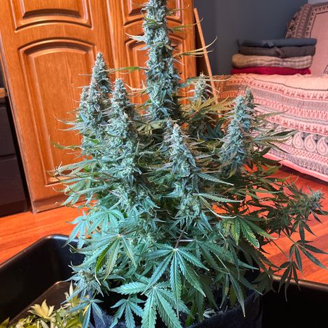 Green Crack growlog timeline photo