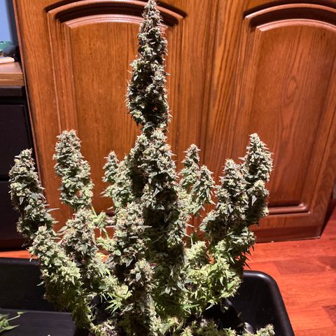 Green Crack growlog timeline photo