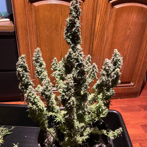 Green Crack growlog timeline photo