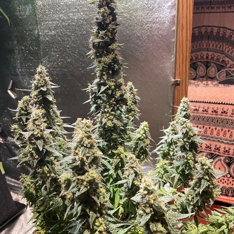 Green Crack growlog timeline photo