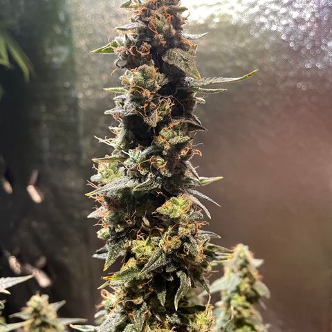 Green Crack growlog timeline photo
