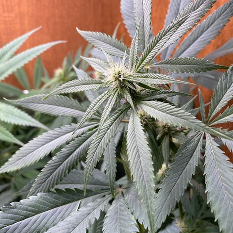 Triple XL growlog timeline photo