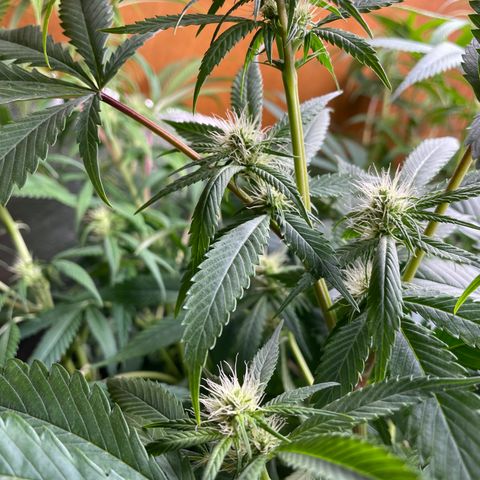 Triple XL growlog timeline photo