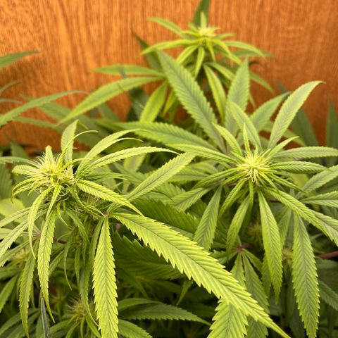 Triple XL growlog timeline photo