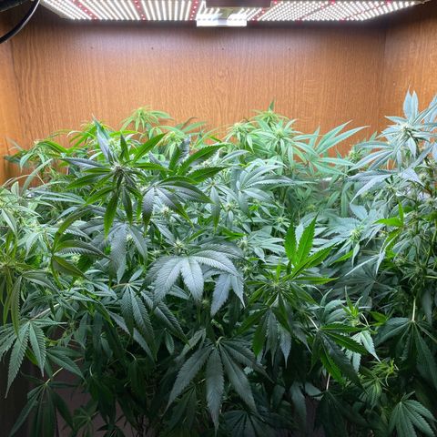 Triple XL growlog timeline photo