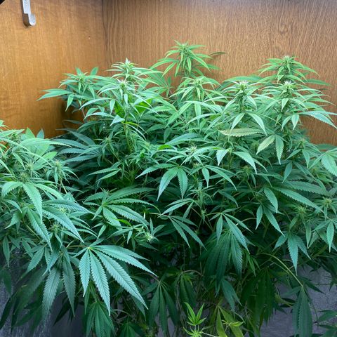 Triple XL growlog timeline photo