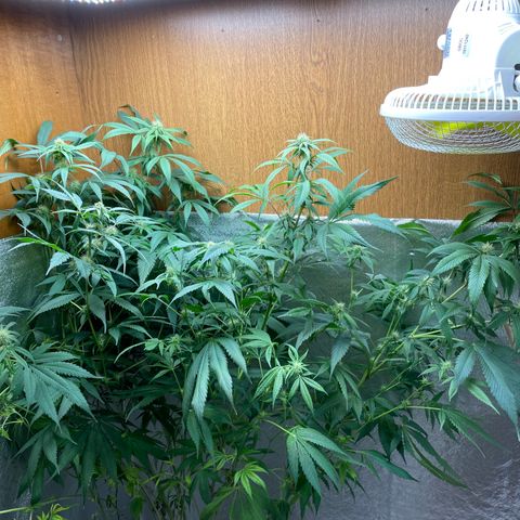 Amnesia Haze growlog timeline photo