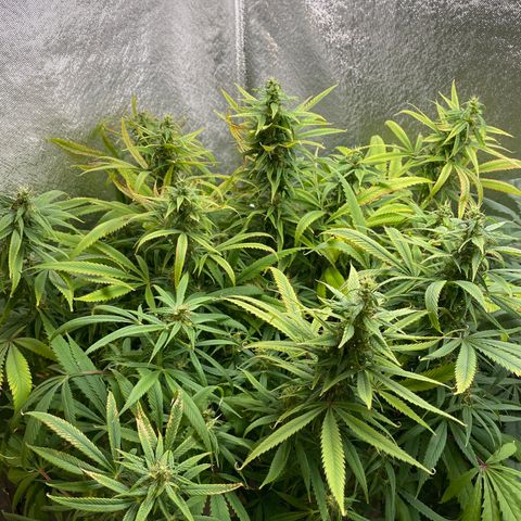 Triple XL growlog timeline photo