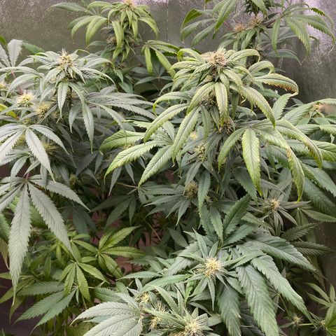 Amnesia Haze growlog timeline photo