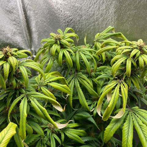 Amnesia Haze growlog timeline photo