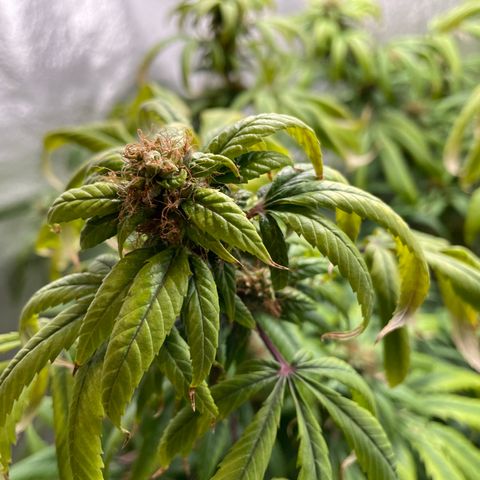 Amnesia Haze growlog timeline photo