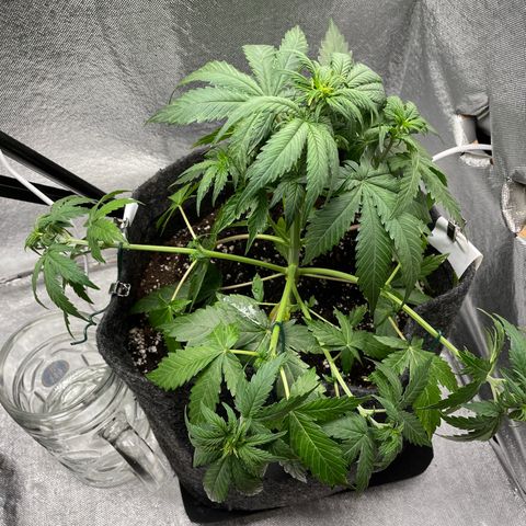 Arnold growlog timeline photo