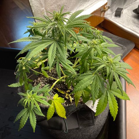 Willy growlog timeline photo
