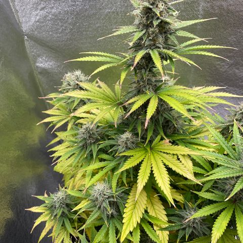 Willy growlog timeline photo