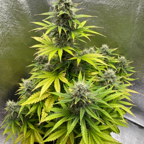 Willy growlog timeline photo