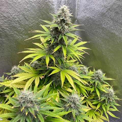 Willy growlog timeline photo