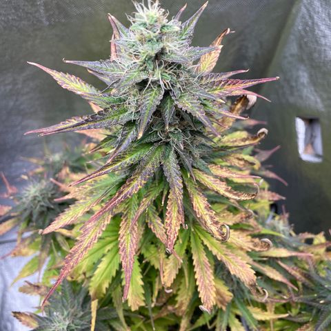 Arnold growlog timeline photo