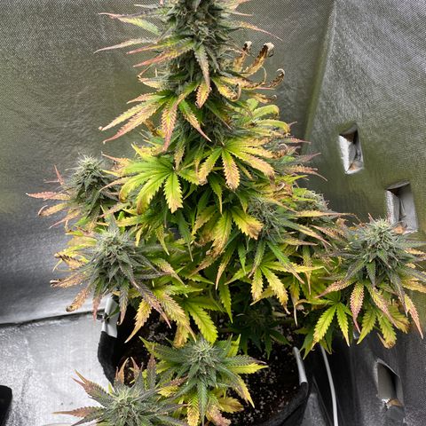 Arnold growlog timeline photo