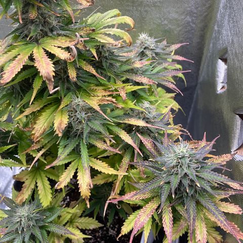 Arnold growlog timeline photo