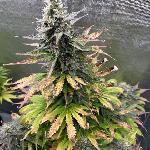 Arnold growlog timeline photo