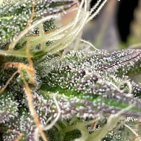 Arnold growlog timeline photo