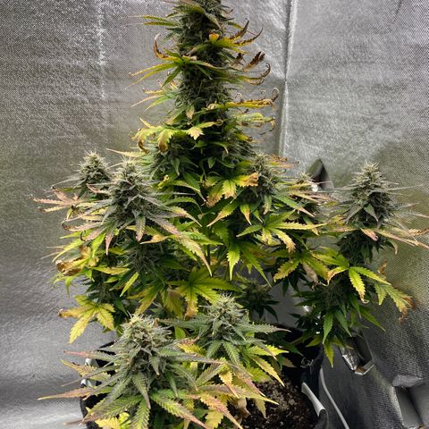 Arnold growlog timeline photo