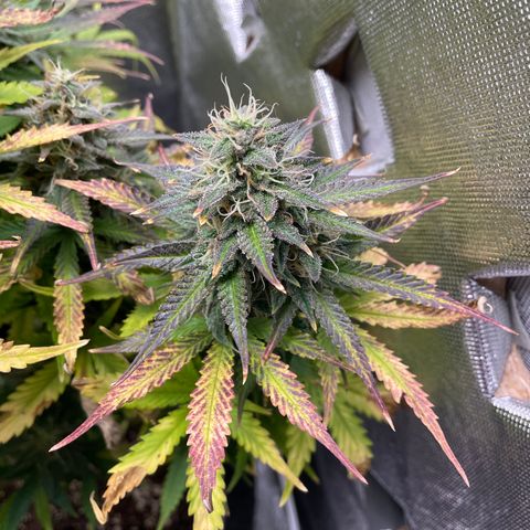 Arnold growlog timeline photo