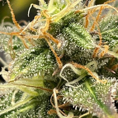 Arnold growlog timeline photo