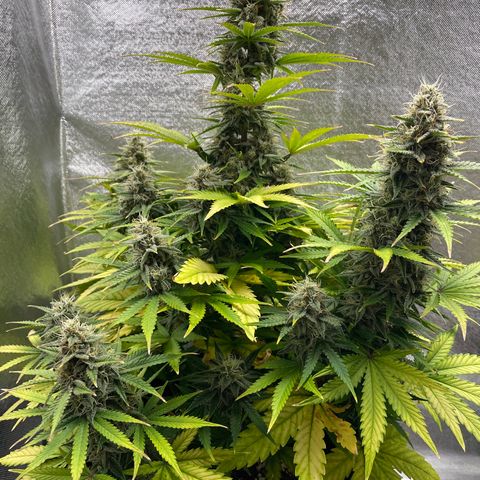 Willy growlog timeline photo