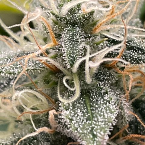Willy growlog timeline photo
