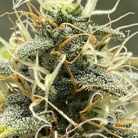 Willy growlog timeline photo