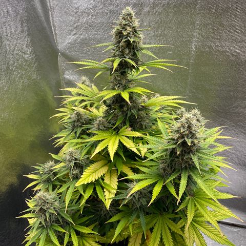 Willy growlog timeline photo