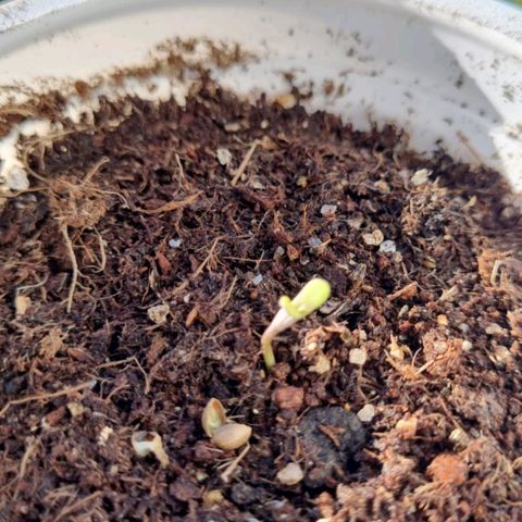 Pinneaple Cheese  growlog timeline photo
