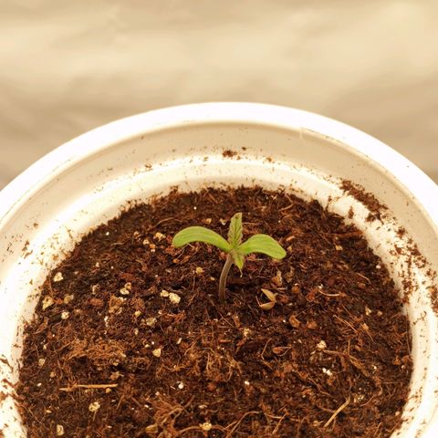 Pinneaple Cheese  growlog timeline photo