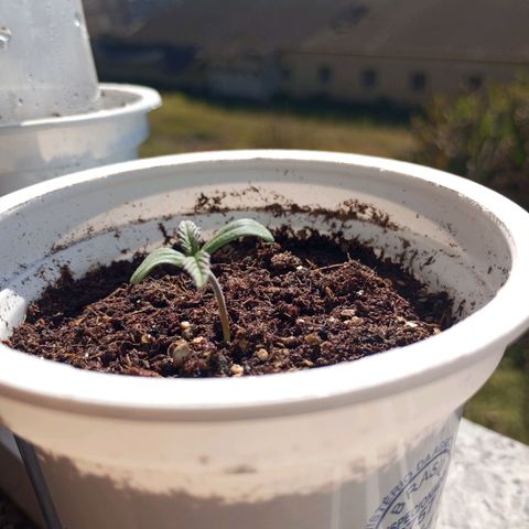 Pinneaple Cheese  growlog timeline photo