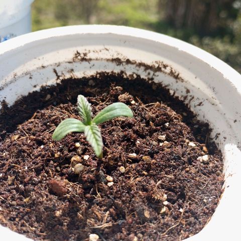 Pinneaple Cheese  growlog timeline photo