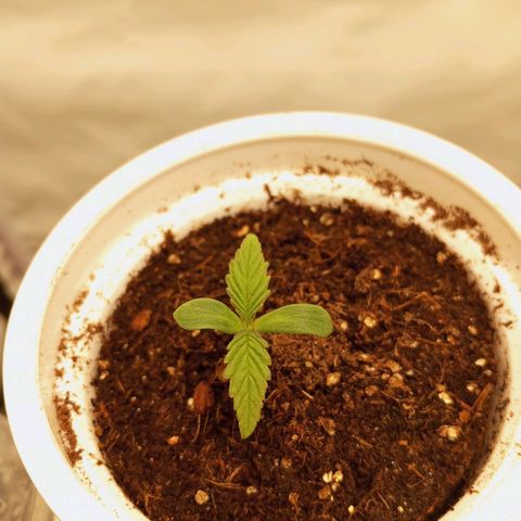 Pinneaple Cheese  growlog timeline photo