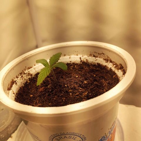 Pinneaple Cheese  growlog timeline photo
