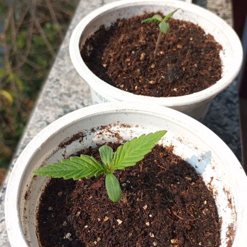 Pinneaple Cheese  growlog timeline photo
