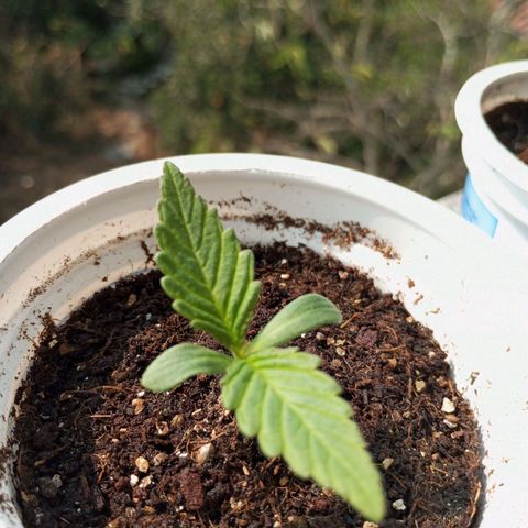 Pinneaple Cheese  growlog timeline photo
