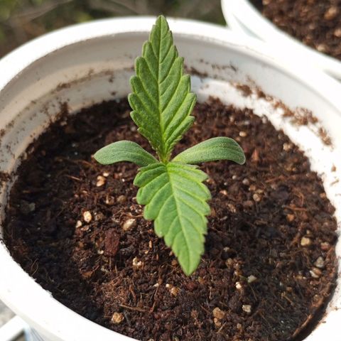 Pinneaple Cheese  growlog timeline photo