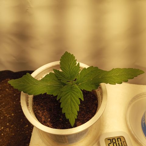 Pinneaple Cheese  growlog timeline photo