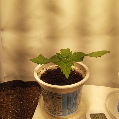 Pinneaple Cheese  growlog timeline photo
