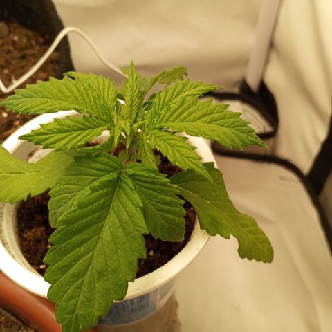 Pinneaple Cheese  growlog timeline photo